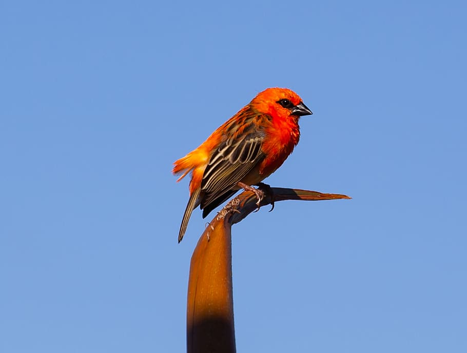 red fody, red bird, wild red bird, madagascar fody, fody, foudia madagascariensis, red cardinal fody, bird, wild, wildlife