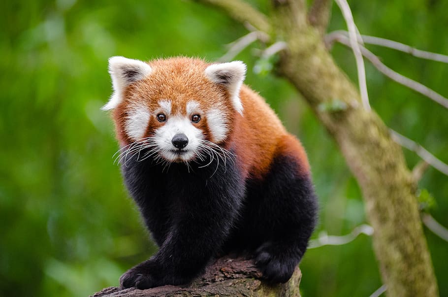 Panda vermelho, panda, árvore, galho, temas animais, um animal, animais selvagens, mamífero, vertebrado, foco em primeiro plano