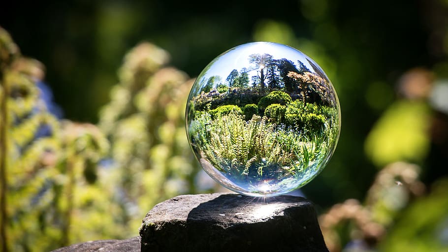 glass ball, garden, fern, spring, globe image, grow, growth, ball, sphere, focus on foreground