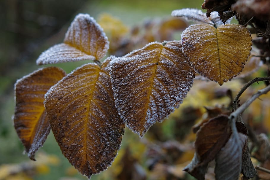 leaves, frozen, rose petals, frost, nature, hoarfrost, fall leaves, branch, plant, leaf