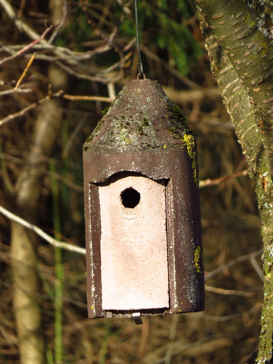 Anidamiento, caja, pajarera, incubadora, árbol, nido, hojas, rama, comedero para pájaros, lugar de anidación