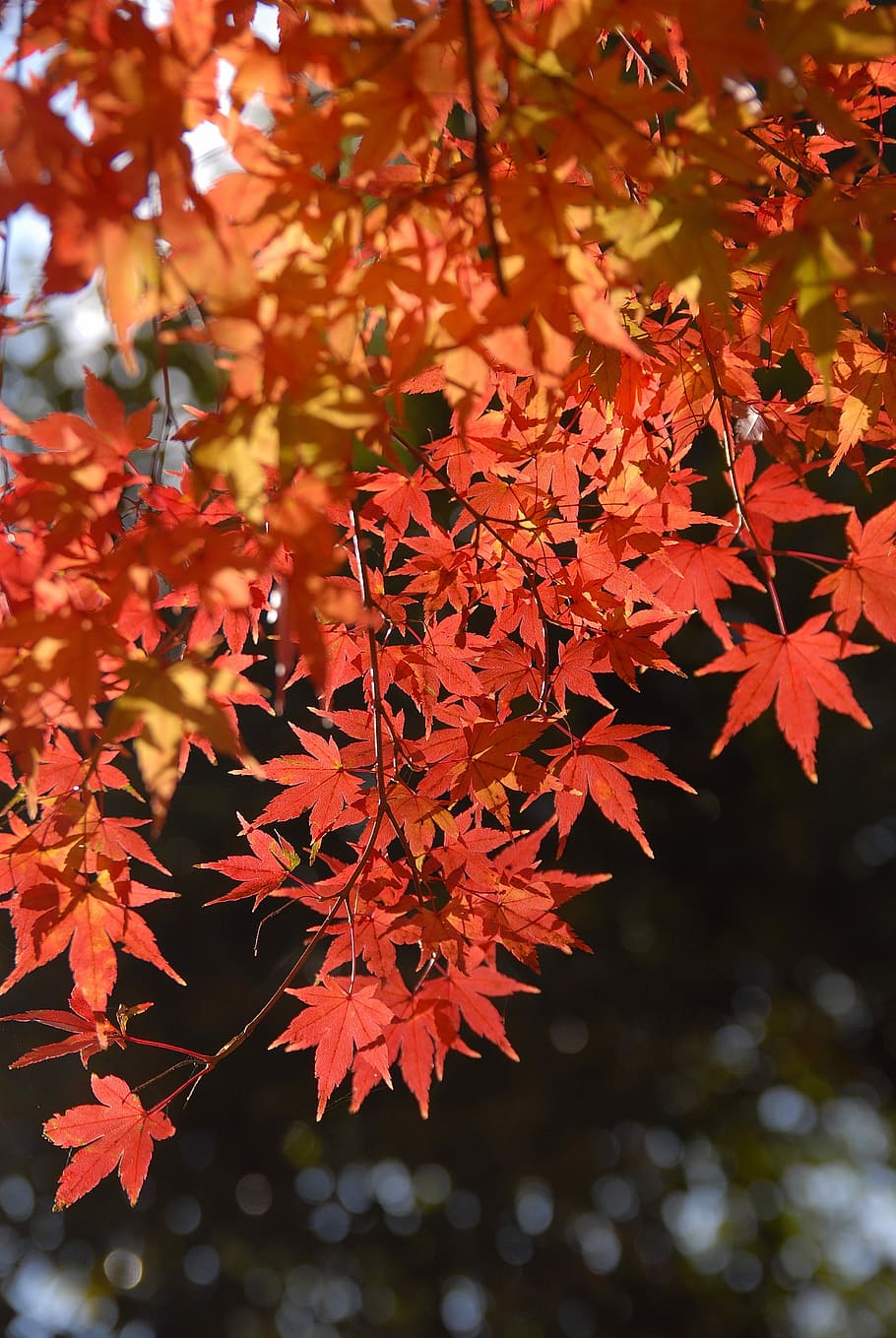 工場, 紅葉, 葉, ライトレッド, 秋, 変化, カエデの木, 自然, カエデの葉, 植物の部分