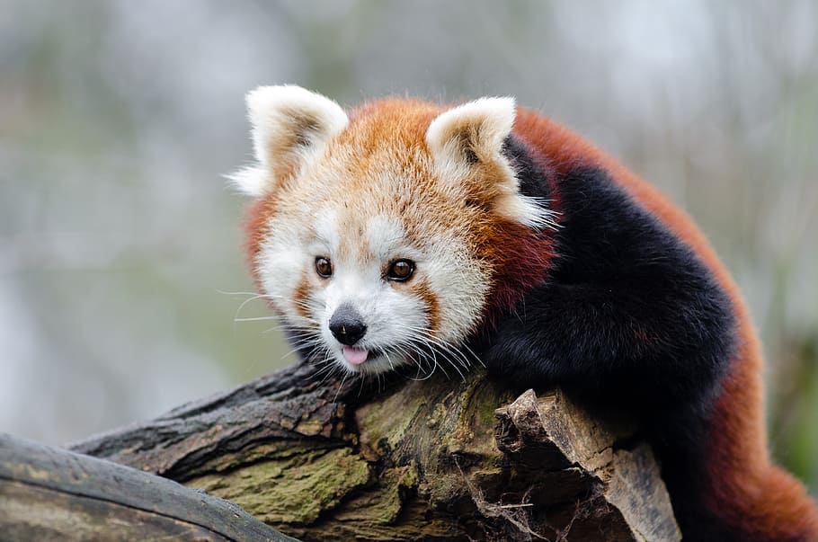 Panda rojo, panda, agarre, árbol, rama, un animal, animal, temas de animales, fauna silvestre, mamífero