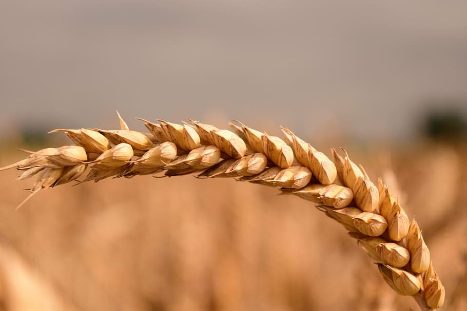 shallow, focus photo, wheat, grain, cereals, close, ear, agriculture, cornfield, postcard