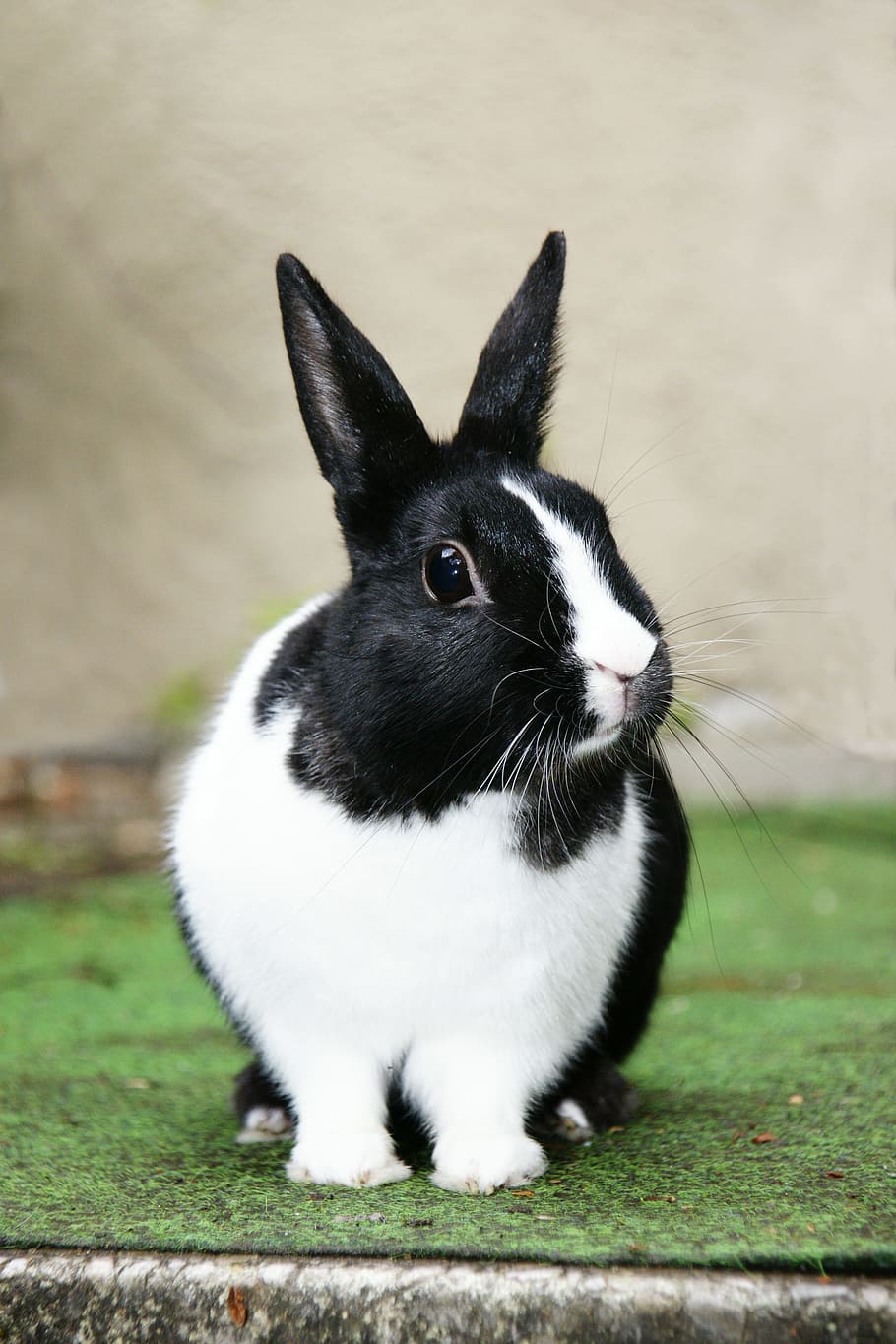black, white, rabbit, green, grass surface, black and white, white Rabbit, green grass, hare, one animal