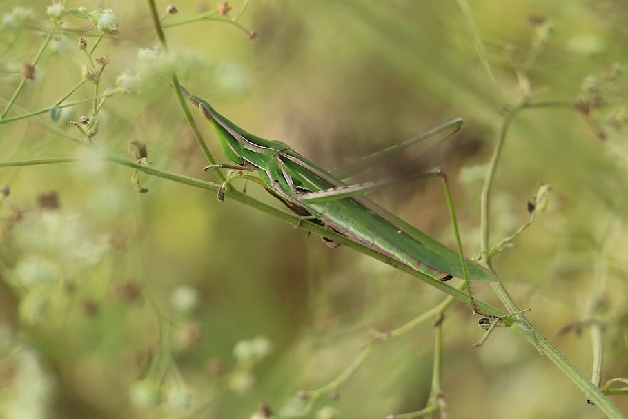 belalang hijau, belalang, belalang india, keanekaragaman hayati, hijau, serangga, jangkrik, taman, hewan, katydid