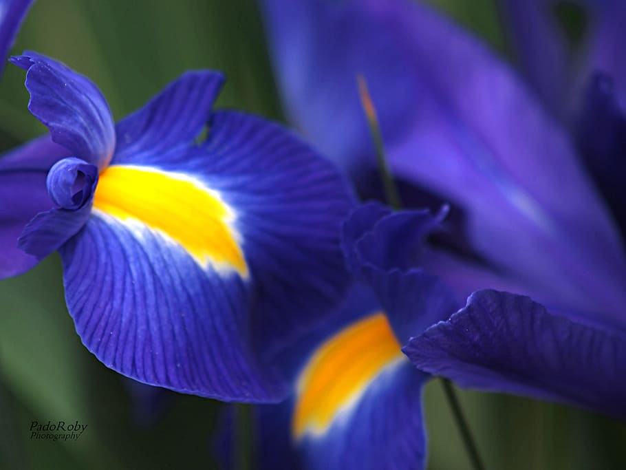 en, Bleu, Blue, blue-petaled flowers, flowering plant, flower, plant, petal, freshness, vulnerability