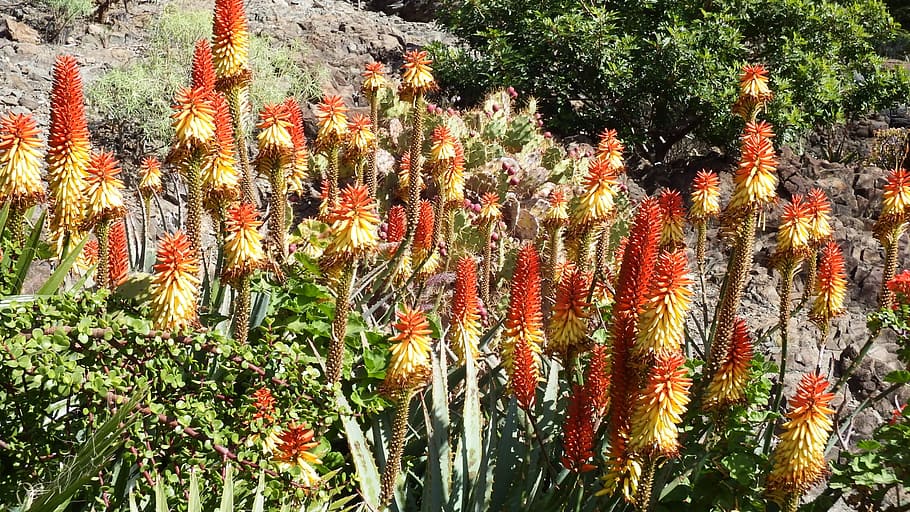 cactus flower, orange, red, aloe vera, tropical, plant, growth, nature, beauty in nature, day