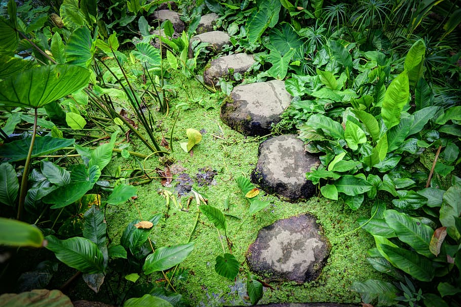 step stone, plants, stepping, stones, water, step, pond, park, rock, green