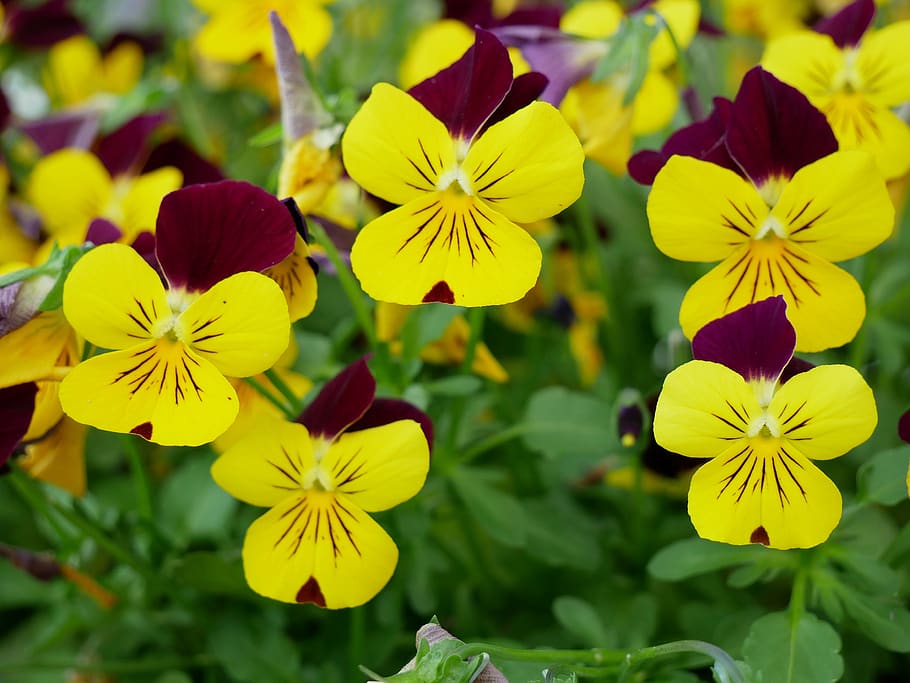 flowers, pansy, nature, garden, plant, flowering plant, flower, yellow, freshness, beauty in nature
