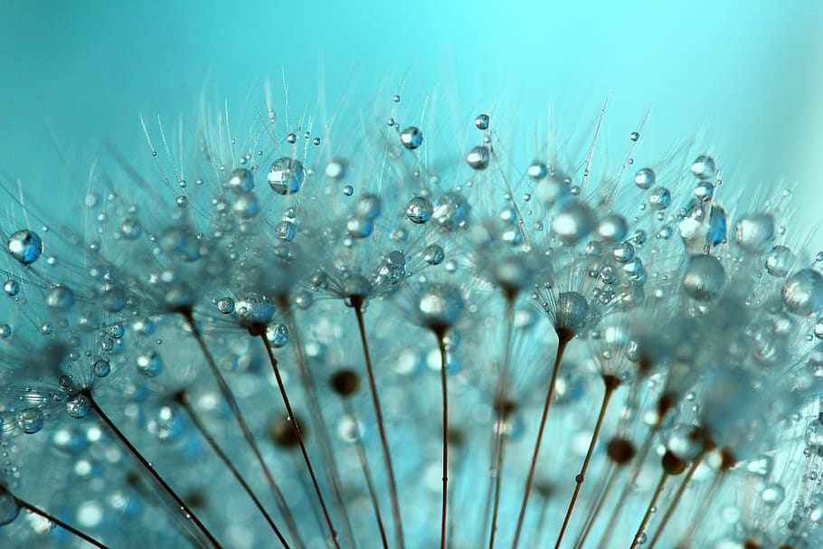 dandelion seeds, dandelion, dandelions, water drop, water droplet, water droplets, dewdrop, dewdrops, floral, flowers