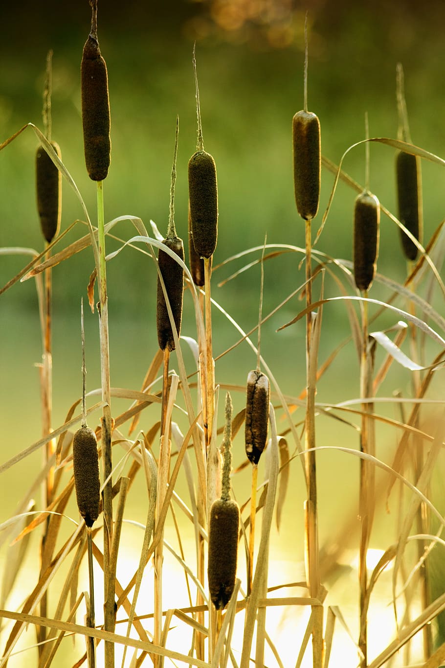 shallow, focus photography, brown, plants, reeds, cattails, plant, grass, nature, water