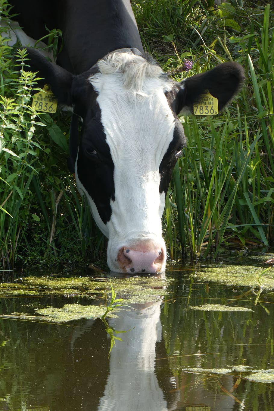 cow, drinking, ditch, meadow, cattle, farm, grassland, grass, water, thirst