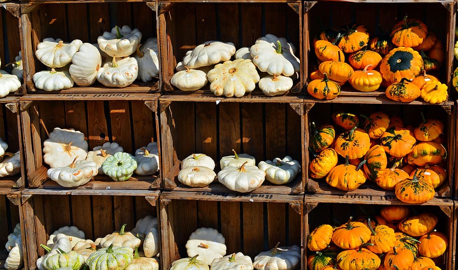 boxes of squashes, Pumpkin, Harvest Time, Sale, Decoration, benefit from, pumpkin yard cordes, thanksgiving, farm, autumn
