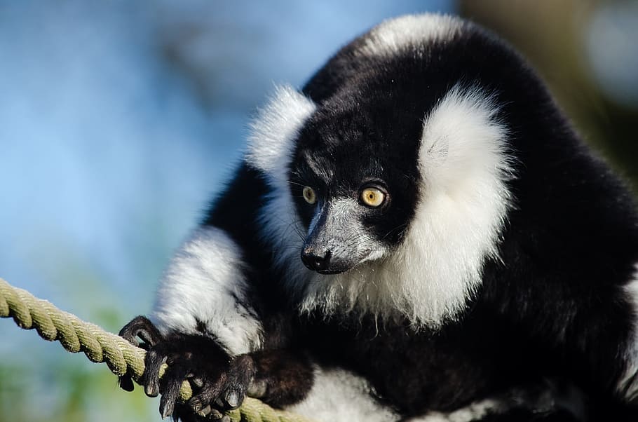 black and white ruffed lemur, wildlife, head, face, close up, madagascar, nature, portrait, perched, looking