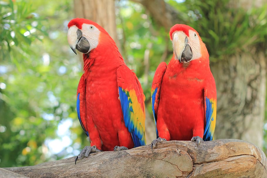 two, red, yellow, blue, parrots, parrot, scarlet macaw, ave, macaw, bird