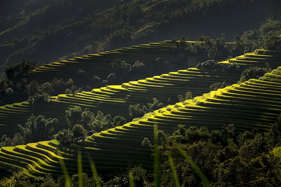 rice terraces, daytime, vietnam, terraces, rice, silk, the cultivation, travel, farmer, minority