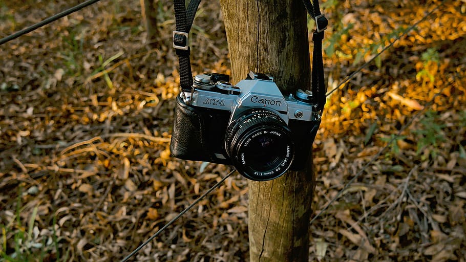 black, gray, canon slr camera, hanged, brown, wooden, post, nature, dry, leaves