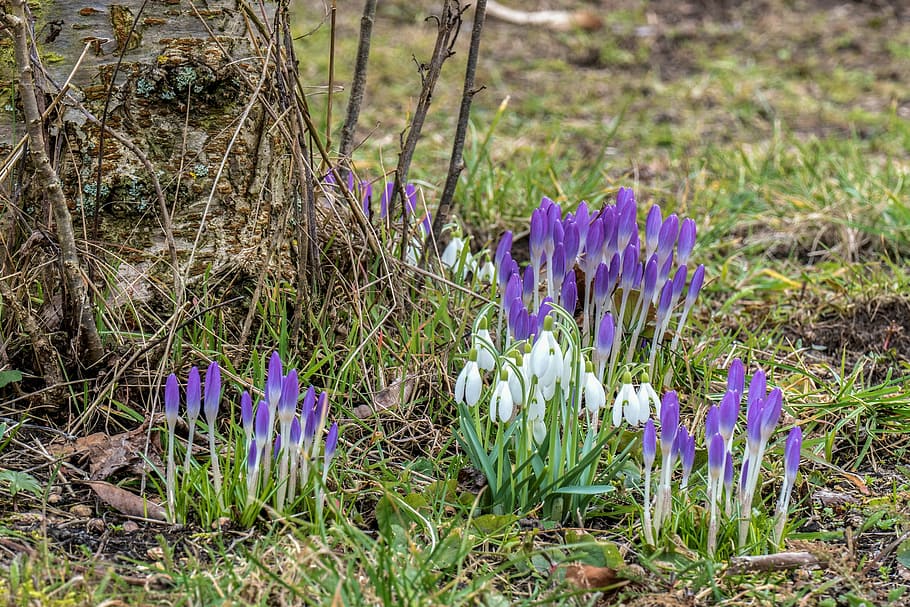 crocus, snowdrop, spring flower, nature, signs of spring, white, bloom, plant, flowers, early bloomer