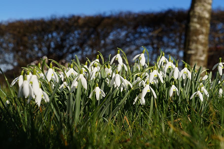 snowdrop, spring flower, white, bloom, beautiful, idyllic, lichtspiel, plant, flower, flowering plant