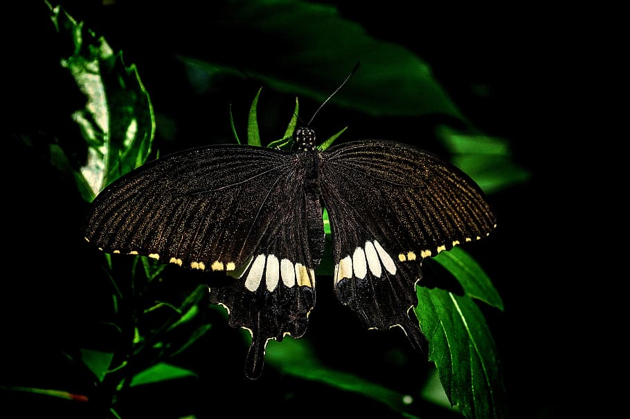 butterfly, exotic, butterfly park, tropical, edelfalter, insect, wing, black, butterflies, close up
