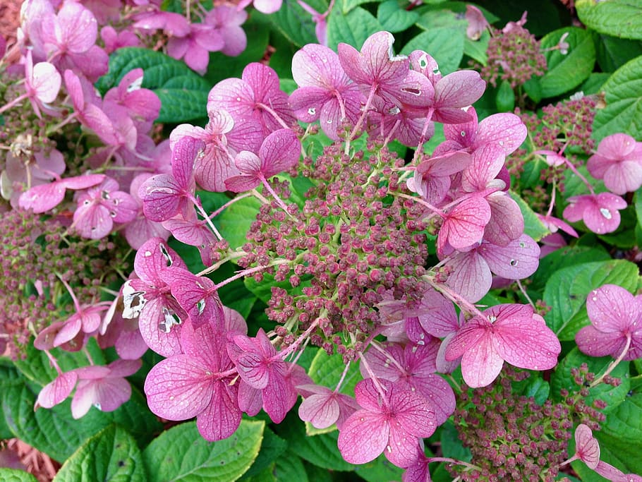hydrangea paniculata 'quick fire, shrub, flower pink white dark, green foliage, pink color, flowering plant, flower, plant, beauty in nature, freshness
