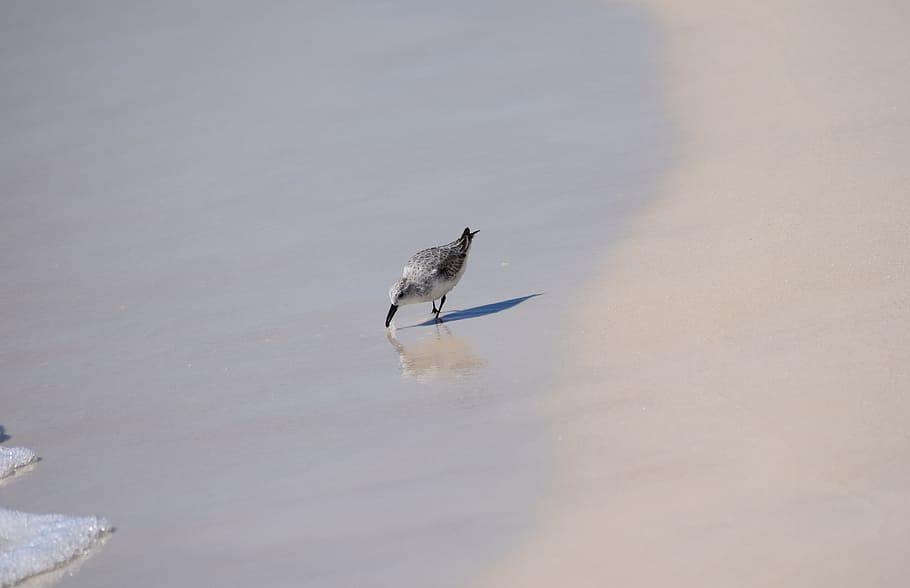 sanderling, shore bird, animal, nature, sand, beach, travel, gulf of mexico, panama city beach, animals in the wild