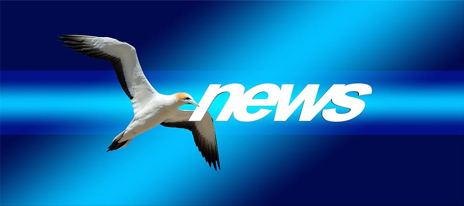 white, black, bird, news text overlay, news, press, newspaper, commenced, northern gannet, animal world