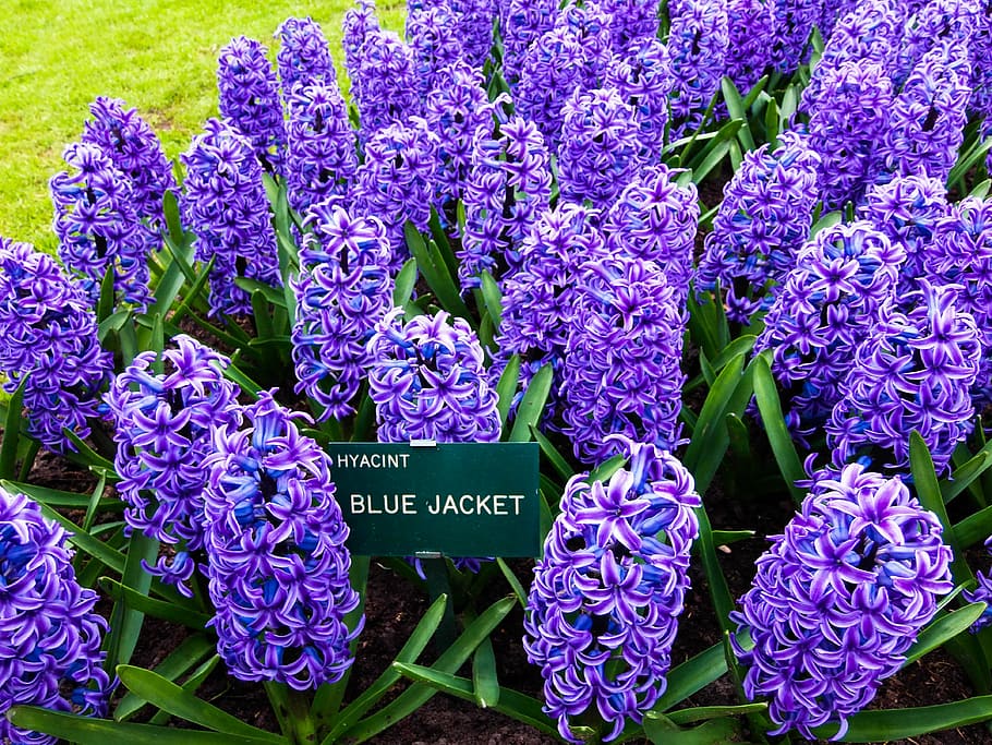 flores, púrpura, flor, flores de color púrpura, planta, flor de color púrpura, primavera, naturaleza, macro, jacinto