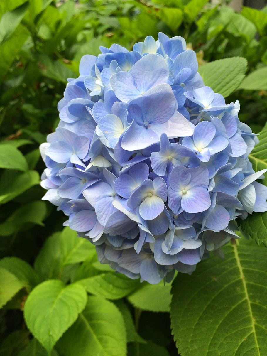hortensia, azul, flor, floración, hojas, verde, planta floreciente, planta,  belleza en la naturaleza, hoja | Pxfuel