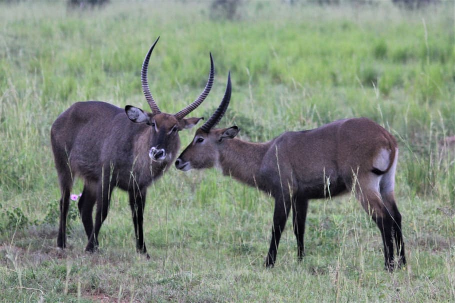 water, buck, uganda, murchison, nature, wild, life, africa, safari, antelope