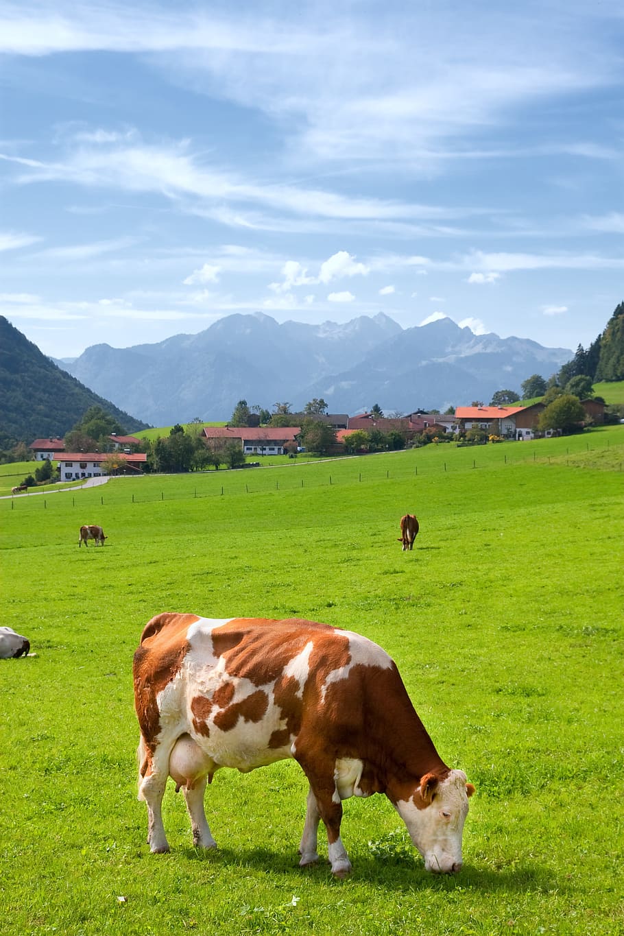 brown, white, cattle, eating, grass, green, grass field, upper bavaria, germany, agriculture