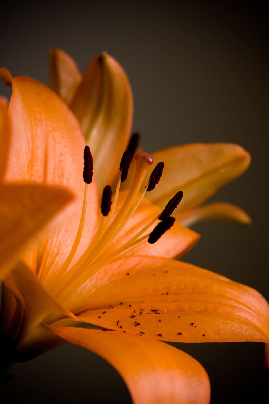 lilies, lily, name, greeting, white, orange, occasion, flowers, flower, flora