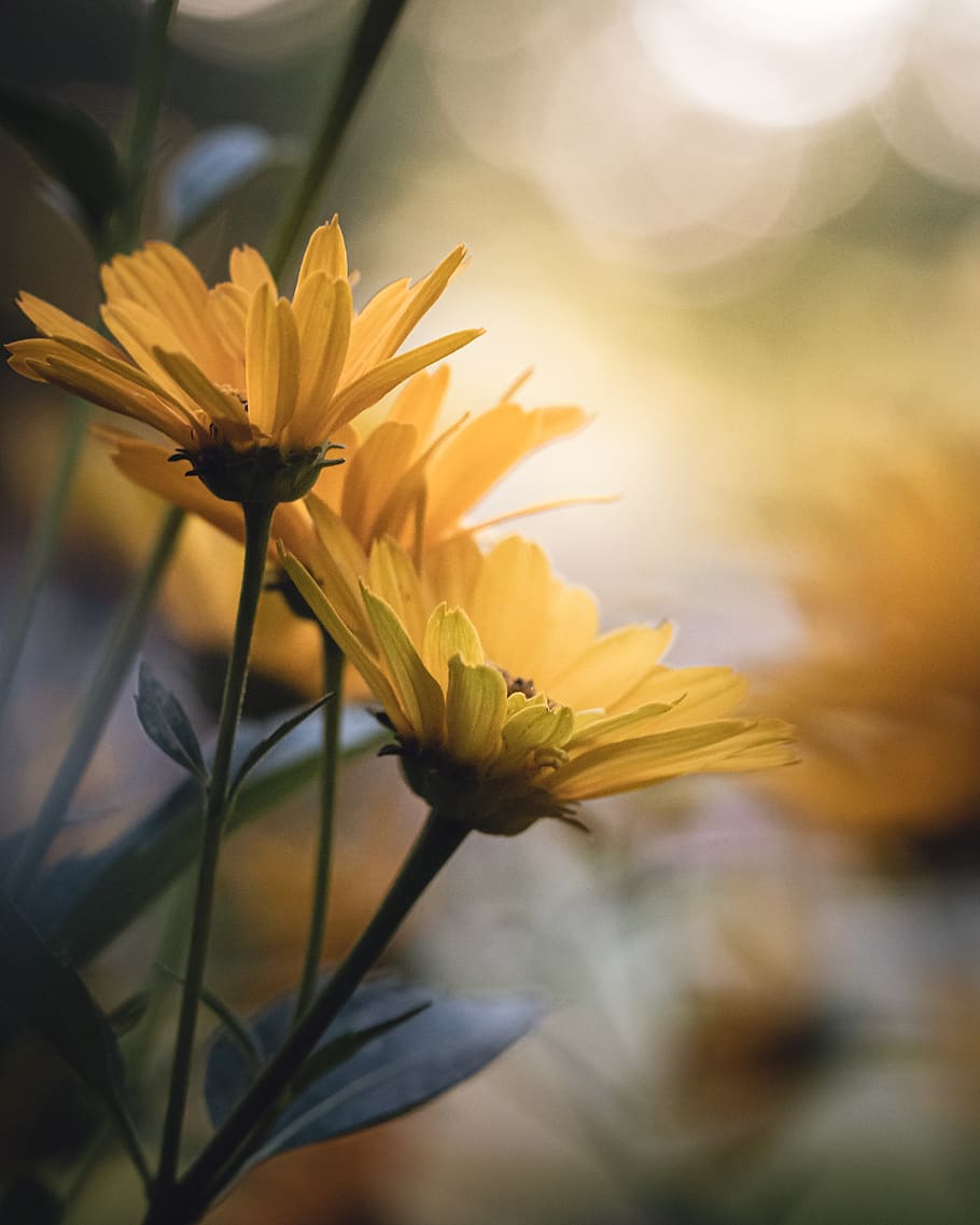 bokeh, daisies, flowers, yellow, garden, floral, nature, plant, sunshine, close up