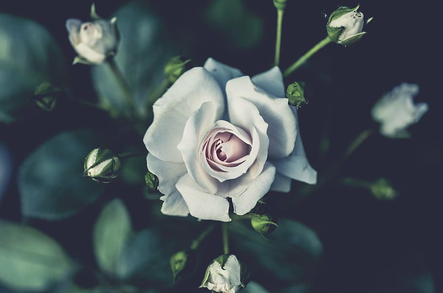 dangkal, fotografi fokus, putih, bunga, mawar, tanaman, alam, blur, mawar - Bunga, close-up