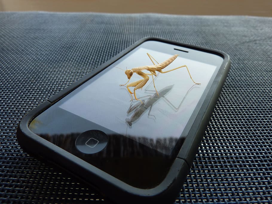 marrón, rezando, mantis, negro, iphone 5, iphone, insecto, animal, fondo de pantalla, vista de ángulo alto