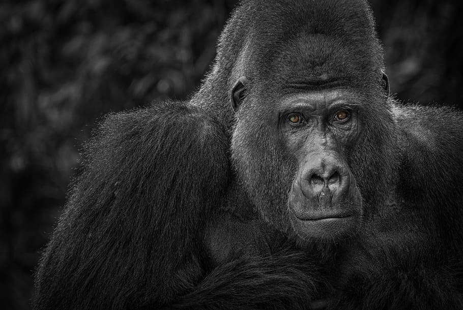 foto en escala de grises, gorila, mono, reloj, negro, blanco, retrato, grabación en blanco y negro, fotografía de vida silvestre, cabeza
