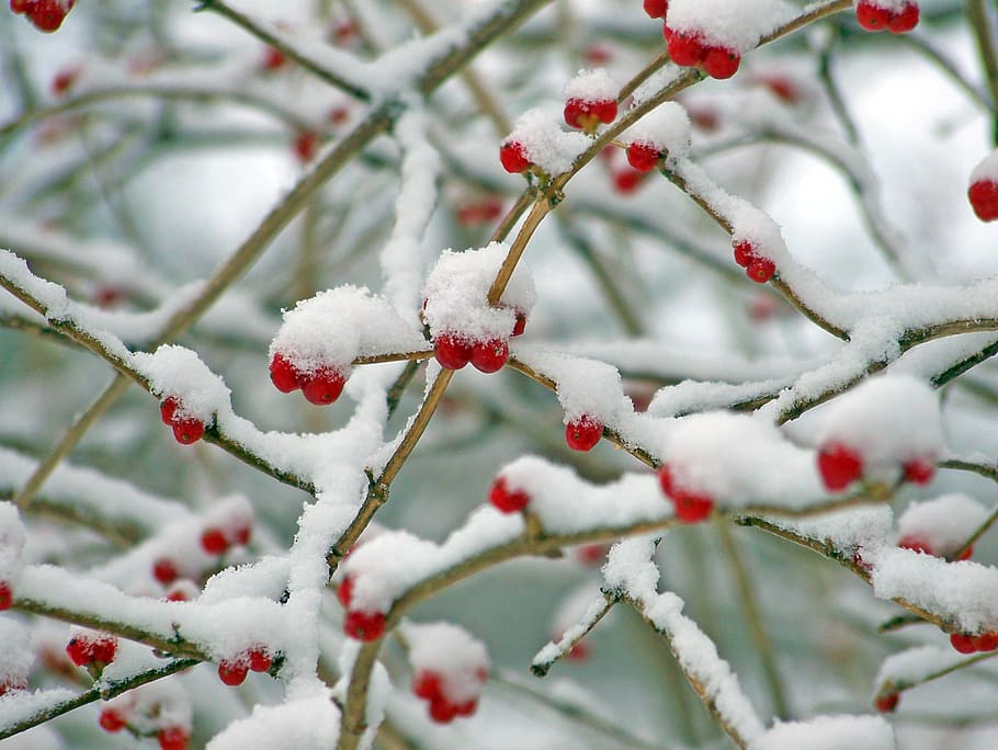 rojo, cerezas, cubierto, nieve, durante el día, bayas, invierno, naturaleza, navidad, temperatura fría