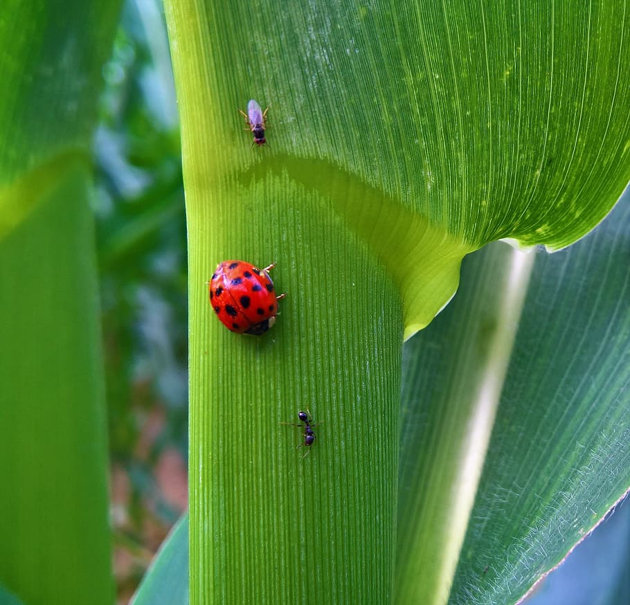 ladybug, leaf, insect, beetle, flora, animal wildlife, animal themes, animal, invertebrate, plant part