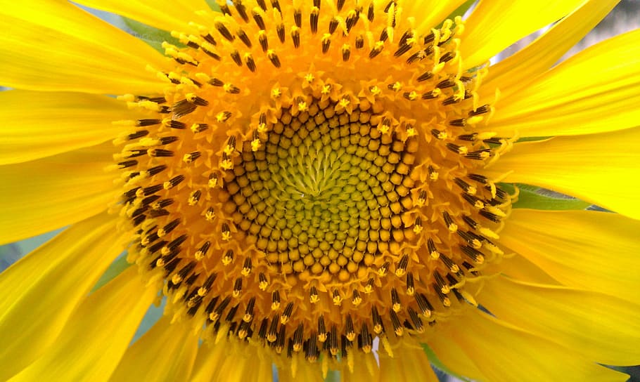 ヒマワリのクローズアップ写真 ヒマワリの種 ヒマワリ 花びら 植物 黄色 花 脆弱性 花頭 花粉 Pxfuel