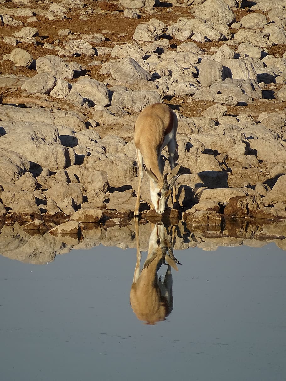 gazelle, water hole, namibia, drink, mirror image, africa, etosha, animal themes, animal, mammal
