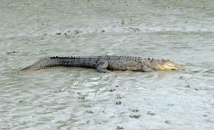 crocodilo de água salgada, crocodylus porosus, estuarino, crocodilo indo-pacífico, marinho, crocodilo de alto mar, animal, carnívoro, sundarbans, pântano