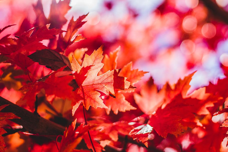 selective, focus, bokeh photography, red, maple leaf, leaves, leaf, maple, falling, autumn