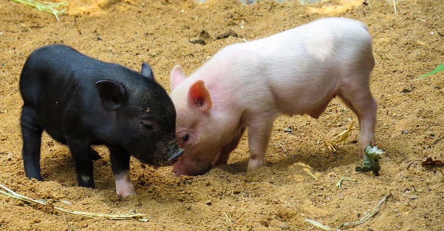 two, black, white, piglets, animal, pig, piglet, pink, curly tail, minnischwein