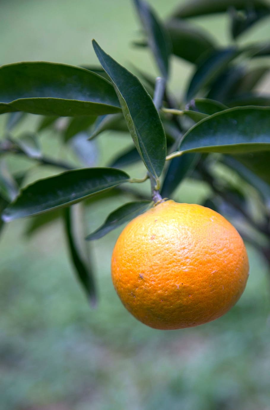 tangerina, fruta, jardim, comida, folha, alimentação saudável, comida e bebida, frutas cítricas, parte da planta, cor laranja