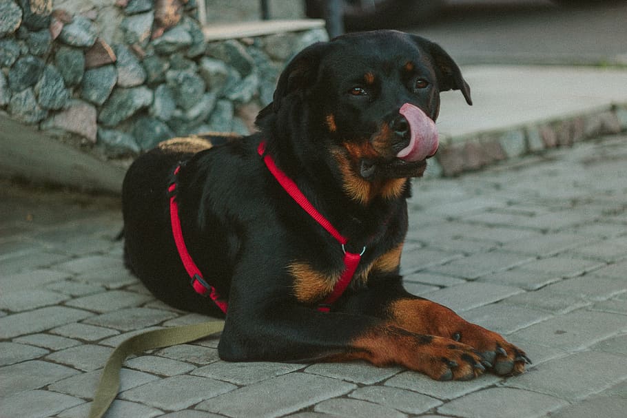 adult, black, tan, rottweiler, gray, concrete, ground, mahogany, red, body