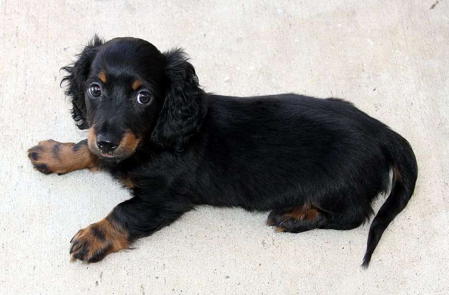 long-haired, black, tan, dachshund puppy, prone, lying, floor, inside, room, long hair