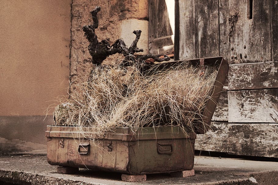 Suitcase, Travel, Old, Herbs, Cep, former, decoration, abandoned, architecture, day