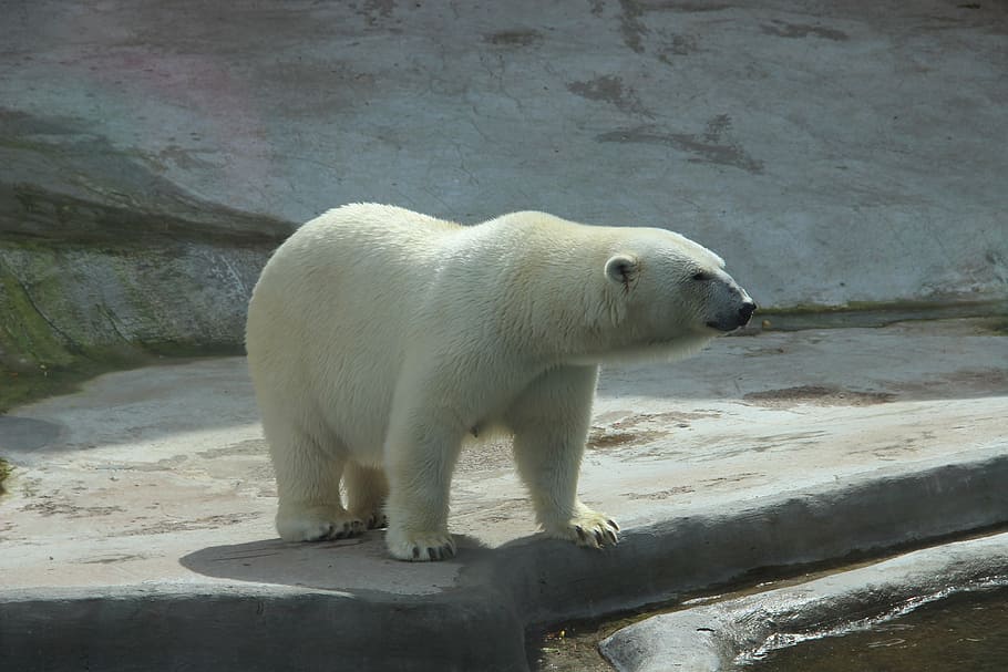 polar bear, bear, white bear, zoo, summer, animal, animals, polar bears, wild animal, megagate