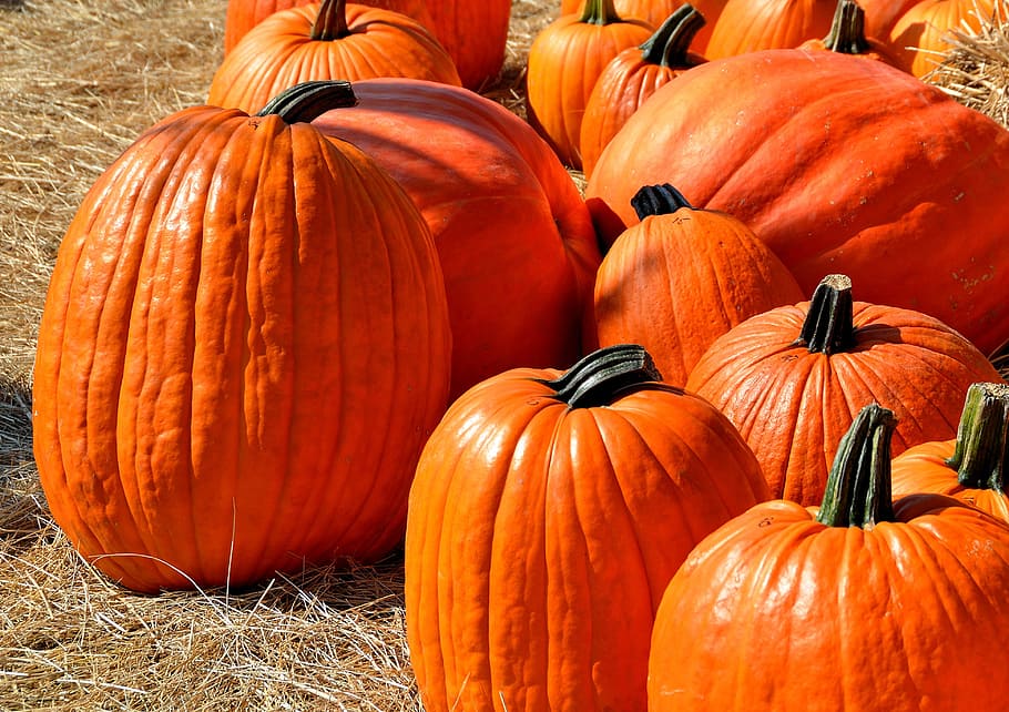 calabazas naranjas, calabazas, halloween, otoño, calabaza de halloween, naranja, vacaciones, octubre, temporada, jack-o-lantern